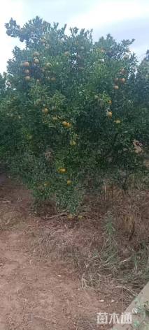 8公分橘子