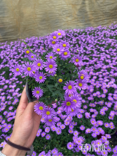 高度15厘米姬小菊