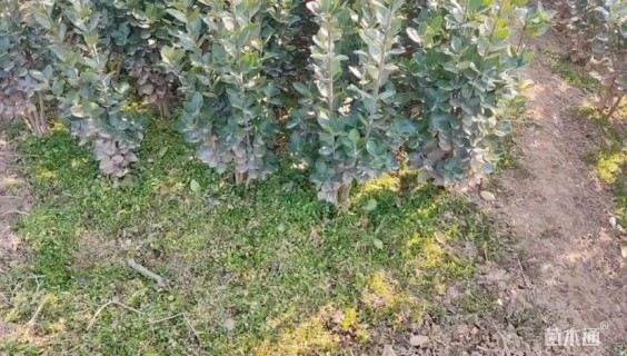 高度1.2厘米北海道黄杨