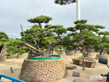 30公分日本黑松