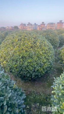 高度180厘米海桐