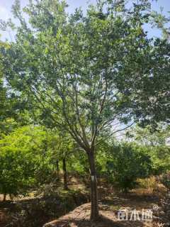 18公分朴树