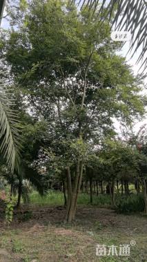 50公分(3杆)丛生朴树