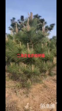 高度200厘米黑松