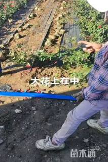高度30厘米大花香水月季
