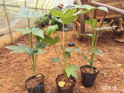 高度35厘米八角金盘