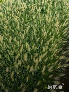 高度42厘米小兔子狼尾草