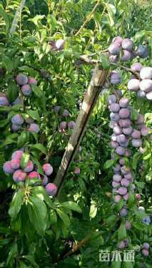 高度150厘米脆红李