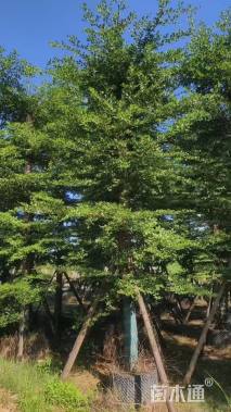 15公分小叶榄仁