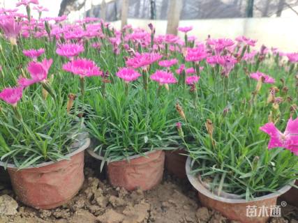 高度15厘米欧石竹欧石竹