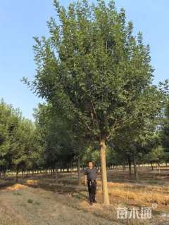 20公分白蜡