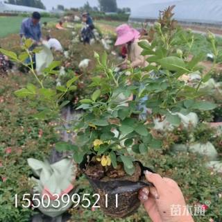 高度30厘米丰花月季