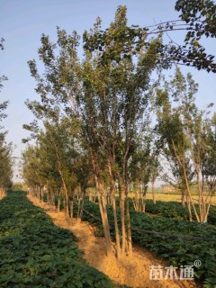 高度700厘米丛生三角枫