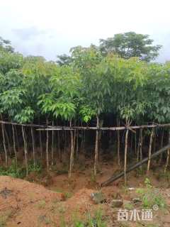 3公分紫花风铃木