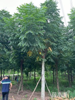 20公分栾树