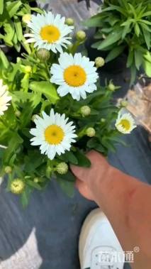 高度20厘米大滨菊