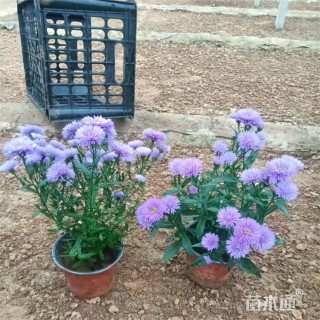 高度25厘米紫菀