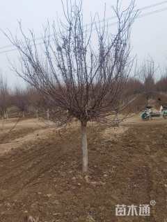 原生苗北美海棠