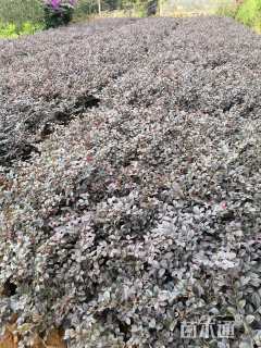 高度35厘米红花继木