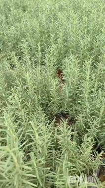 高度25厘米金叶石菖蒲