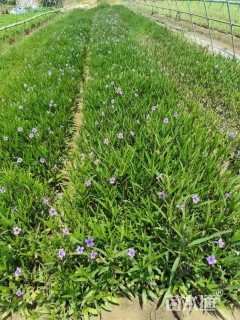 高度45厘米翠芦莉