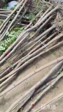 高度1厘米紫穗槐