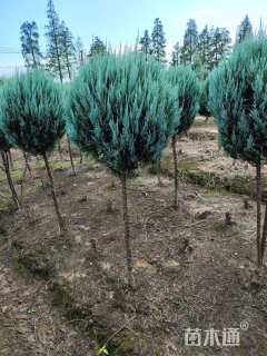 高度100厘米落基山圆柏