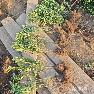 高度55厘米大叶黄杨