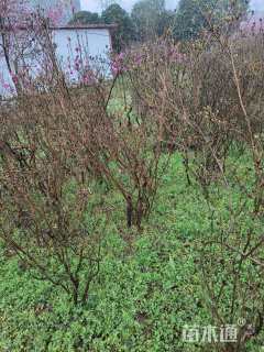 高度150厘米映山红