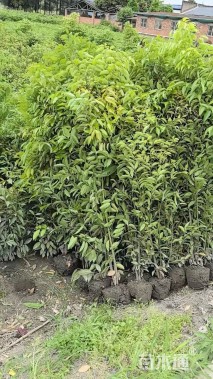 高度150厘米丛生天竺桂