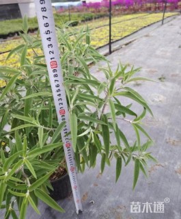 高度25厘米墨西哥鼠尾草