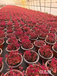 高度10厘米红蓼