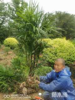 裸干高60厘米棕竹