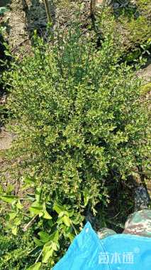 高度60厘米六月雪