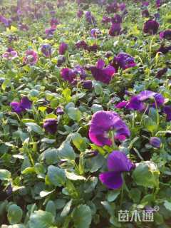 高度10厘米角堇