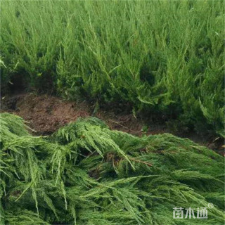 高度50厘米龙柏苗