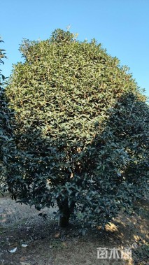 冠幅350厘米桂花球