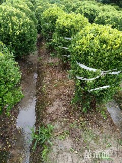 冠幅50厘米瓜子黄杨球