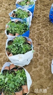 高度30厘米赛菊芋