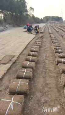 草卷状马尼拉草