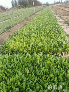 高度15厘米天人菊