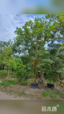 13公分黄花风铃木