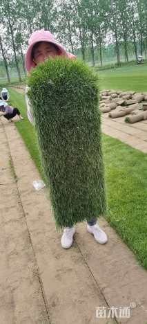 高羊茅