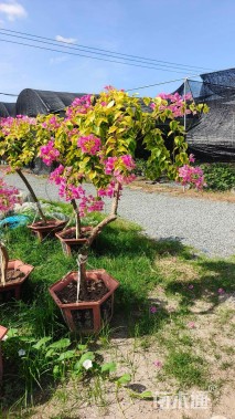 高度100厘米三角梅