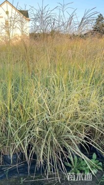高度80厘米斑叶芒