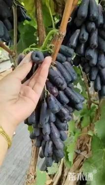 40厘米葡萄