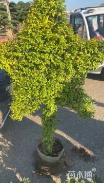 2公分蓝冰柏棒棒糖