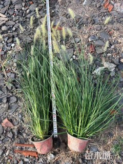 高度40厘米小兔子狼尾草