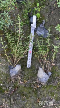 高度30厘米六月雪