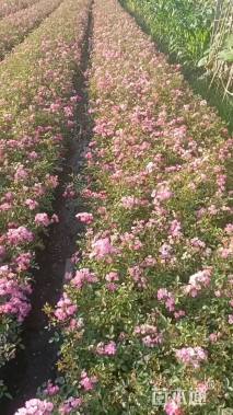 高度40厘米丰花月季